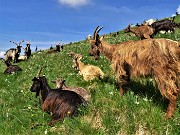 52 Anche le capre orobiche baciate dal sole tra i narcisi